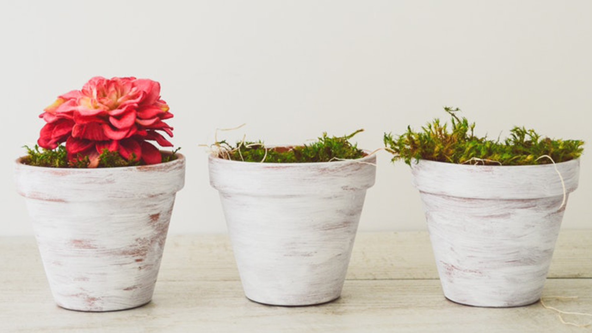 Çörek Otu VS Susam