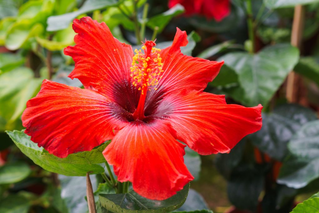 Her Derde Deva: Hibiskus