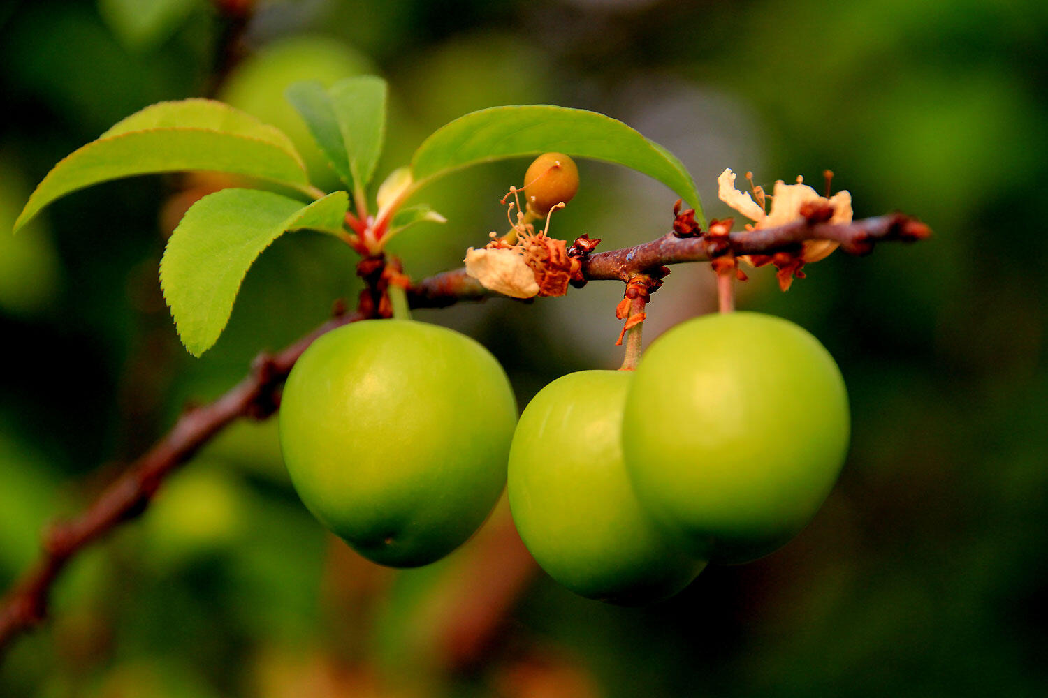 Doğal C Vitamini Kaynakları