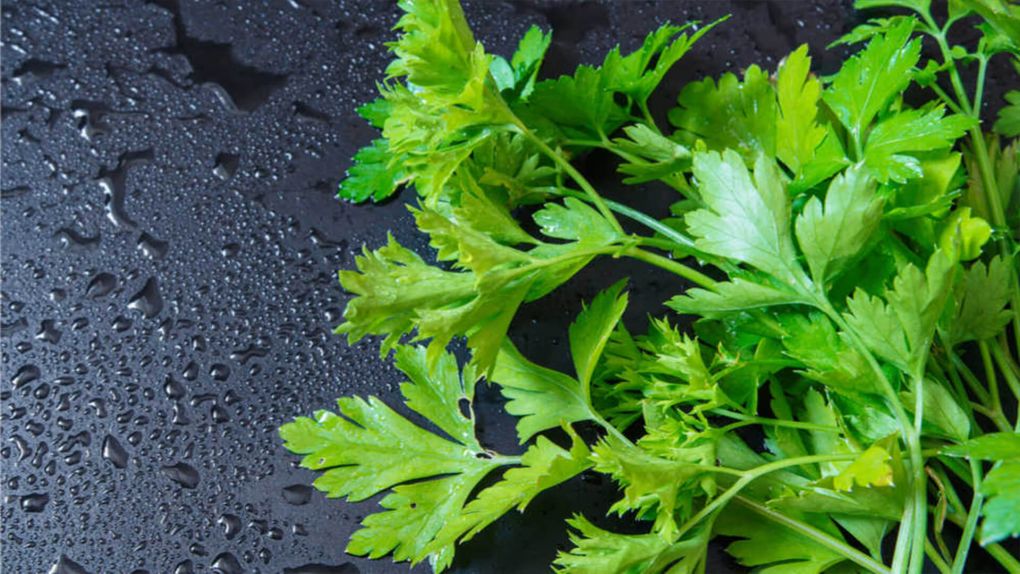 Maydanozun Mutfağınızdaki Önemi