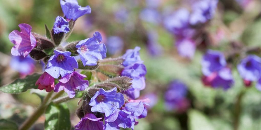 Minik Bir Mucize: Ciğer Otu