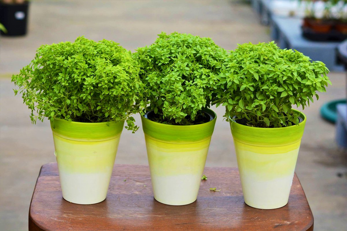 Doğal C Vitamini Kaynakları